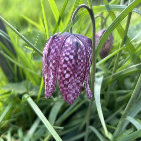 Snakeshead Fritillary