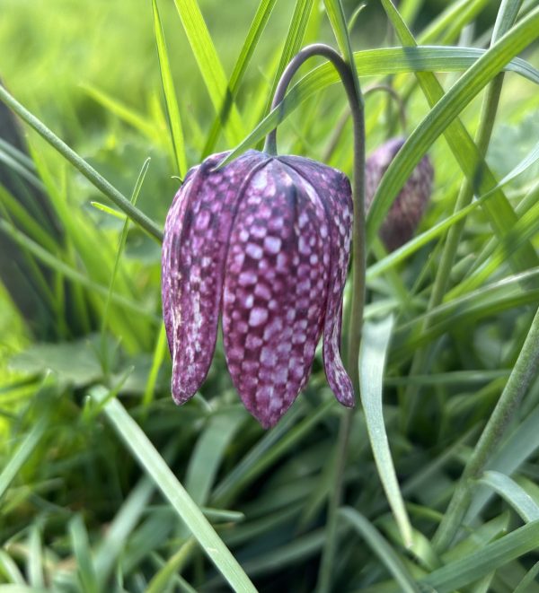 Snakeshead Fritillary