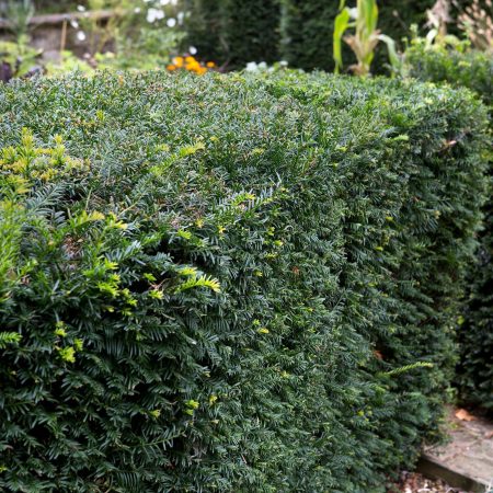 Evergreen Hedging