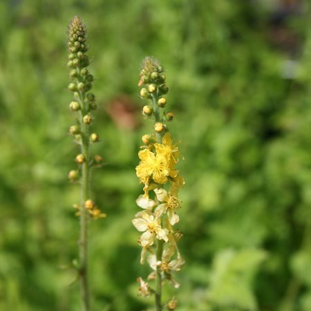 Agrimony