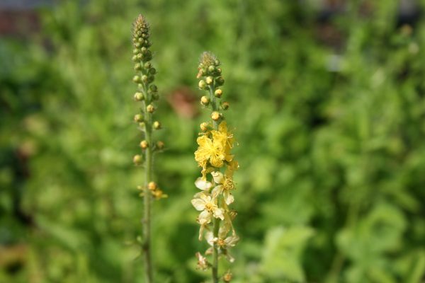 Agrimony