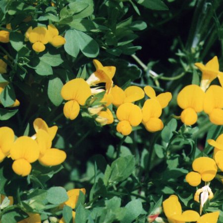 Bird's Foot Trefoil