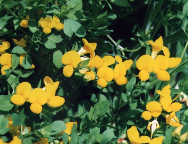 Bird's Foot Trefoil