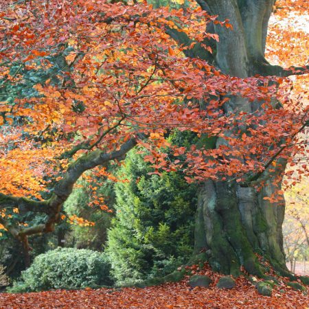 Native Trees