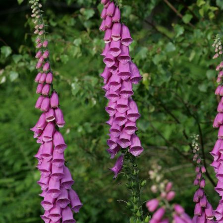 Foxglove