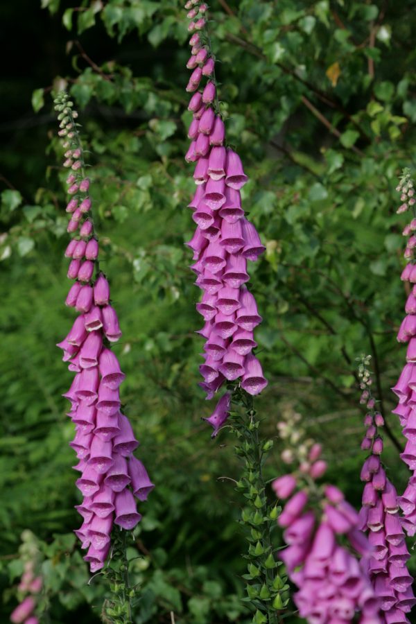 Foxglove