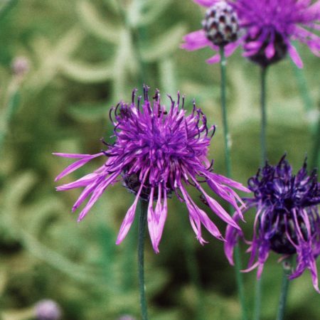 Greater Knapweed