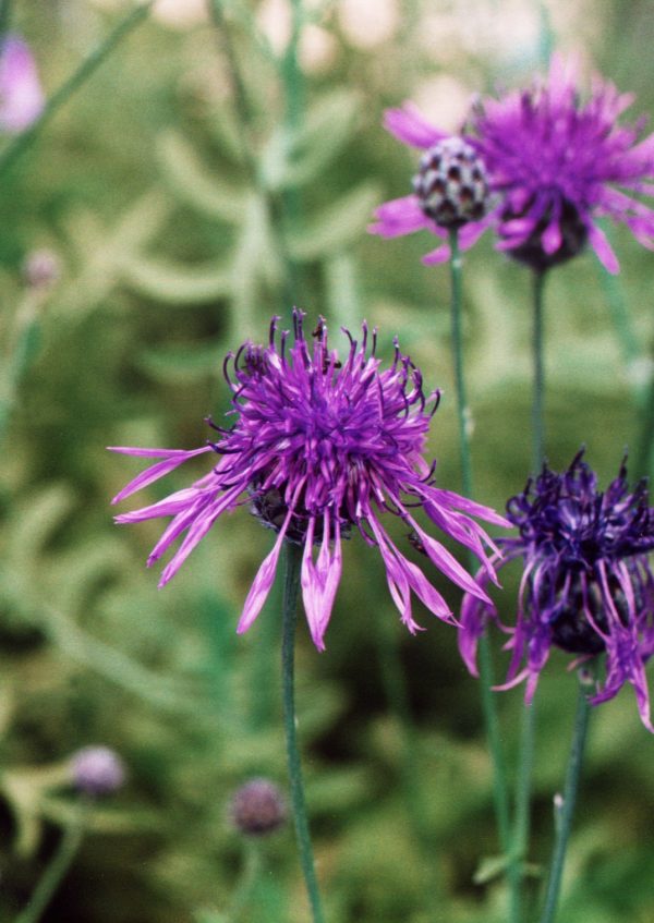 Greater Knapweed