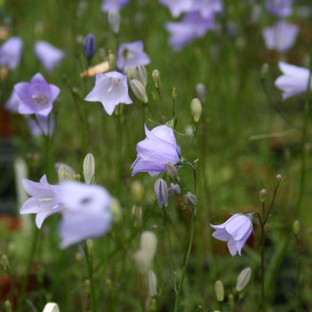 Harebell