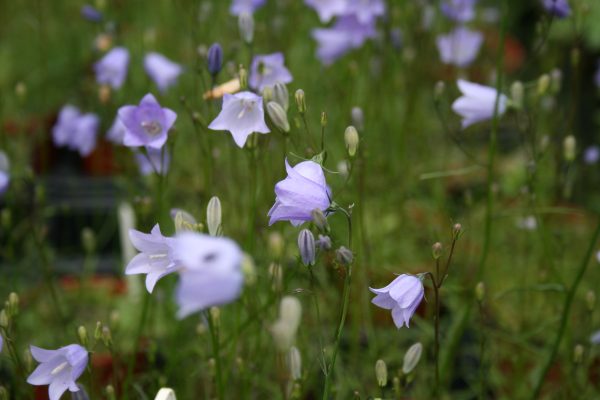 Harebell