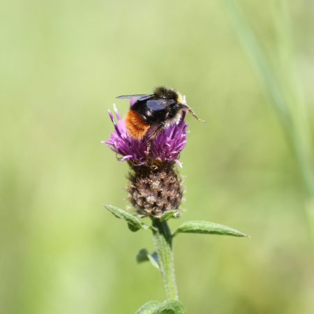 Lesser Knapweed