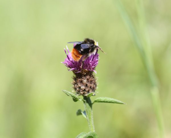 Lesser Knapweed