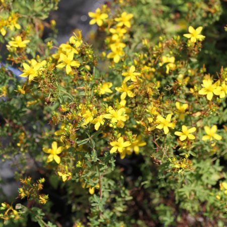 St John?s Wort