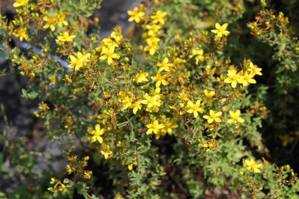 St John?s Wort