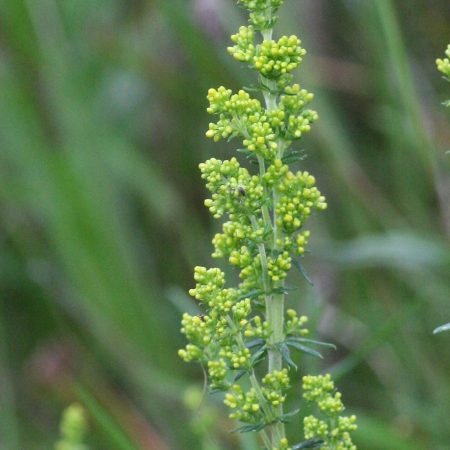 Lady?s Bedstraw