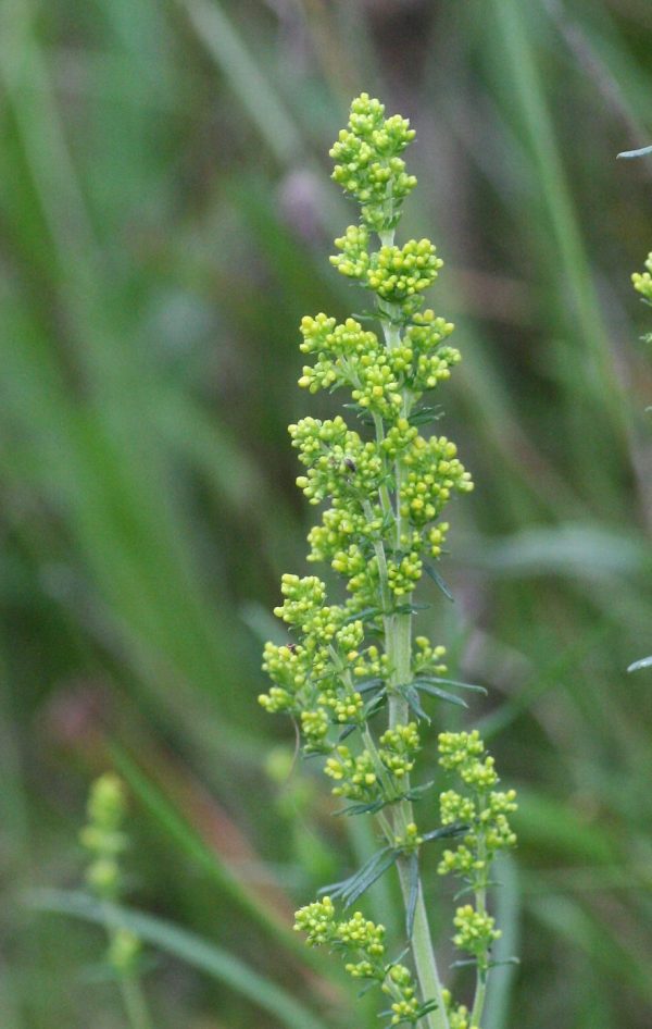 Lady?s Bedstraw