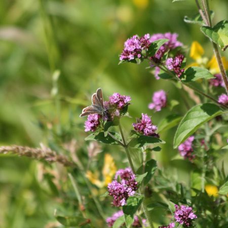 Marjoram