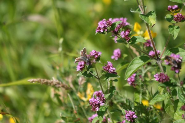 Marjoram