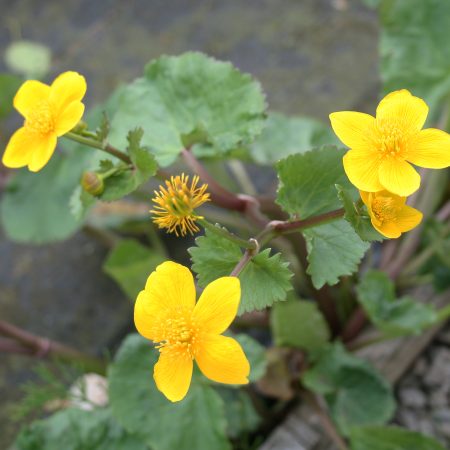 Marsh Marigold