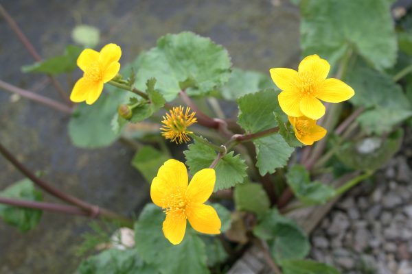 Marsh Marigold