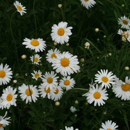 Oxeye Daisy