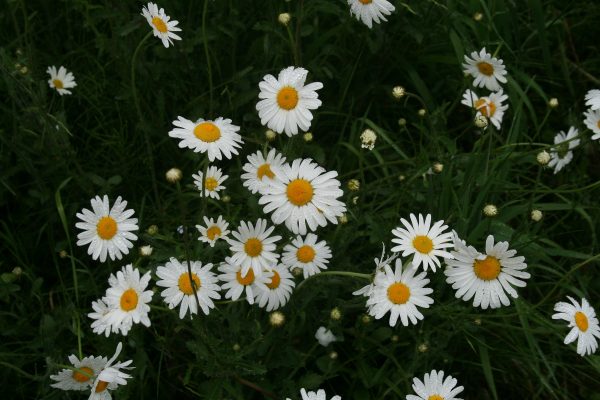 Oxeye Daisy