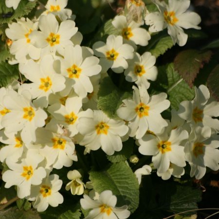 Primrose