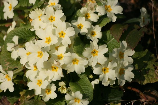 Primrose