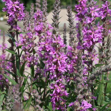 Purple loosestrife