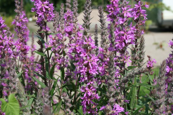 Purple loosestrife