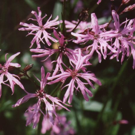 Ragged Robin