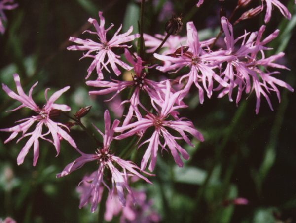 Ragged Robin