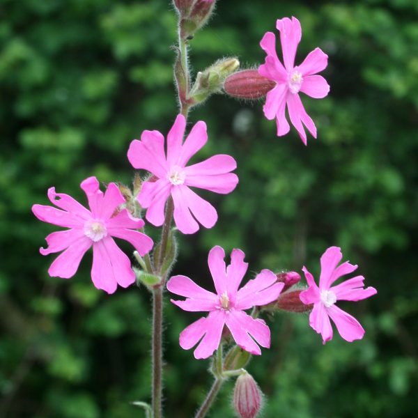 Red Campion