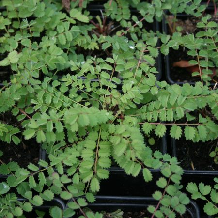 Salad Burnet