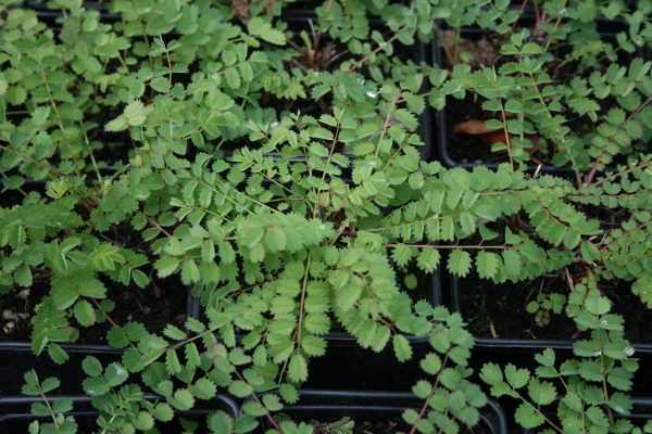 Salad Burnet