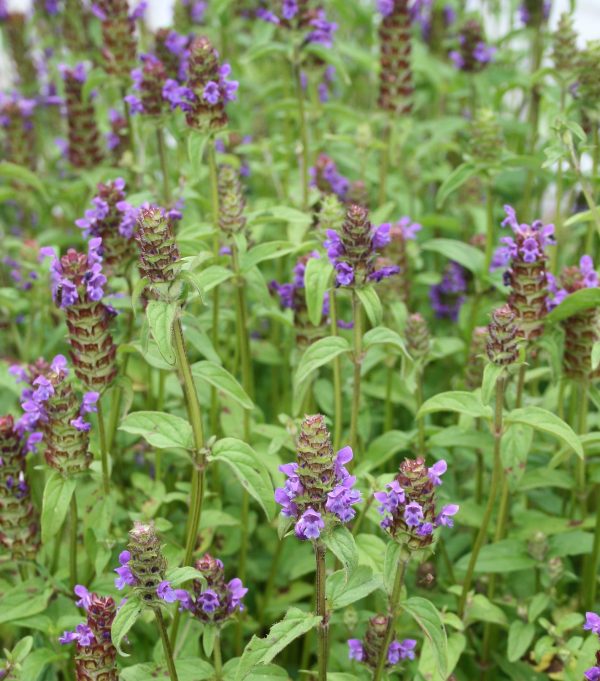 Self Heal