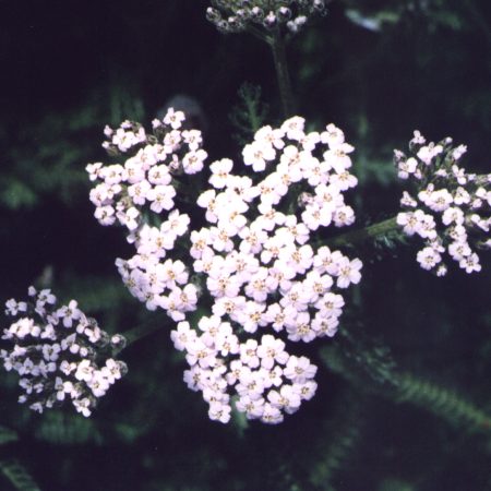 Yarrow