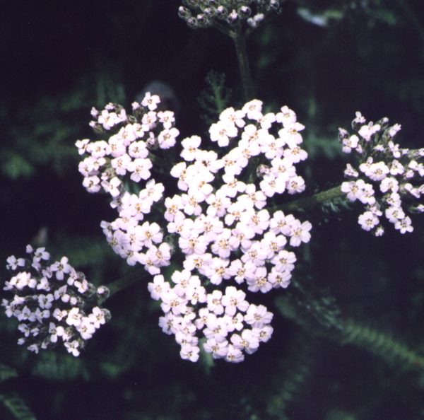 Yarrow