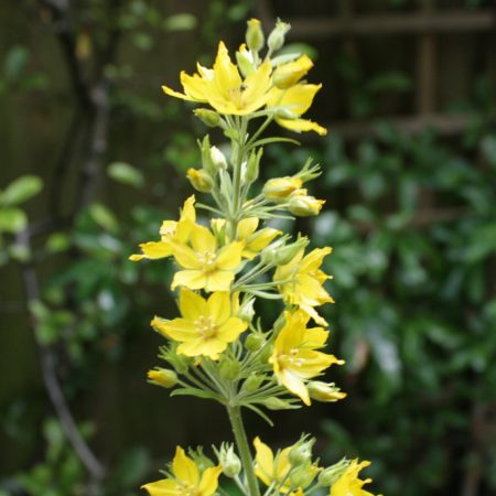 Yellow loosestrife