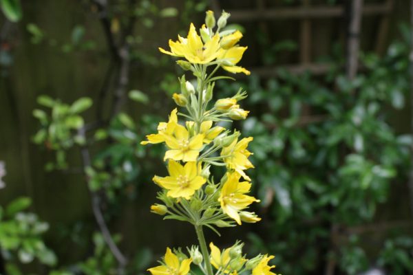 Yellow loosestrife