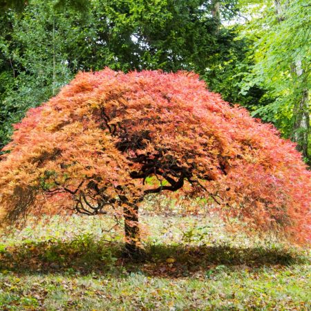 Trees for small gardens