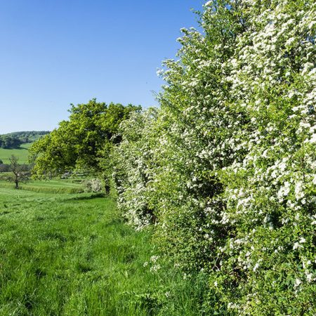 Native Hedging