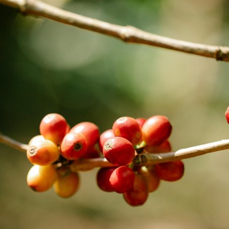 Soft fruit plants