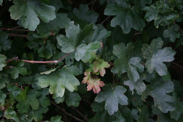 Acer campestre - Field Maple