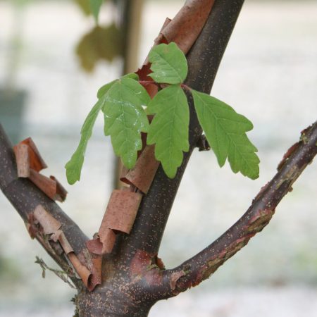 Acer griseum (Paper Bark Maple)