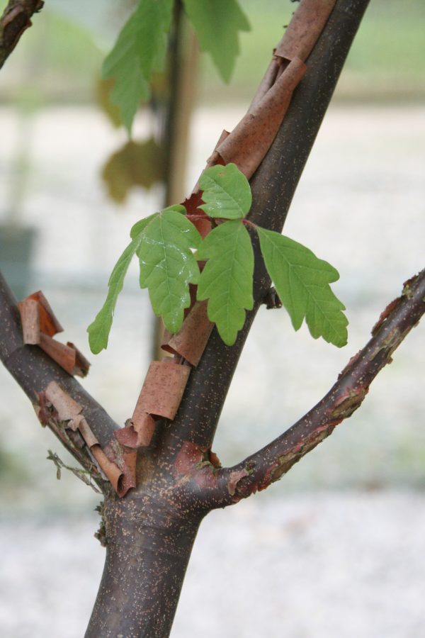 Acer griseum (Paper Bark Maple)