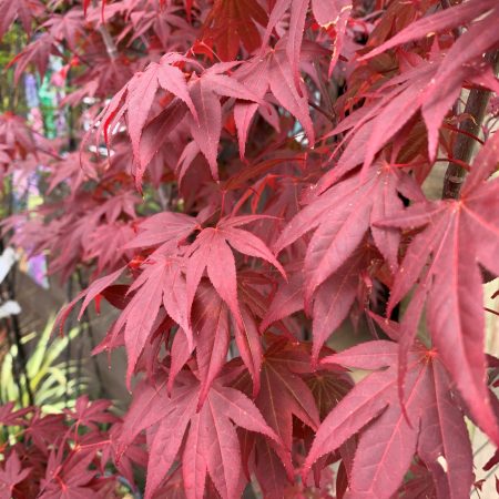 Acer palmatum 'Atropurpureum' (Japanese Maple)