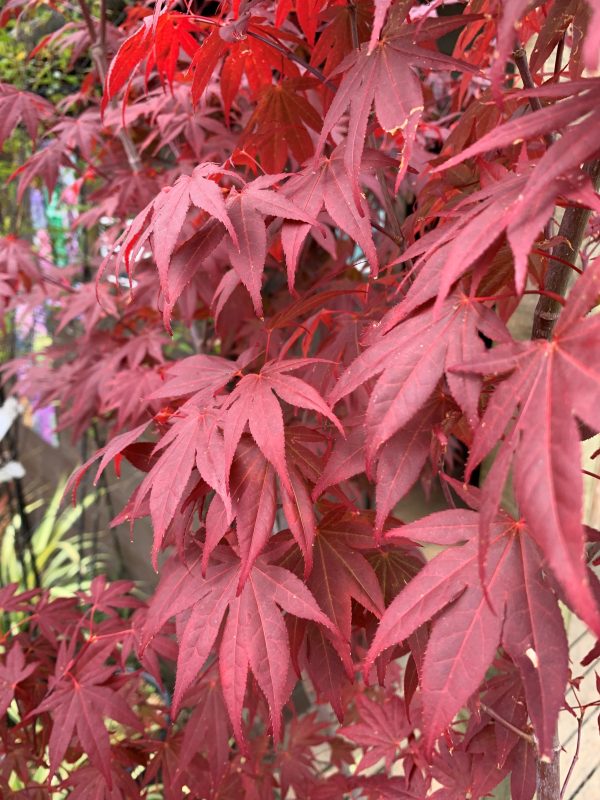 Acer palmatum 'Atropurpureum' (Japanese Maple)