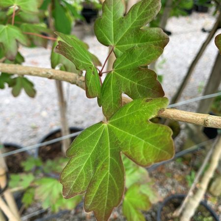 Acer campestre 'Red Shine'