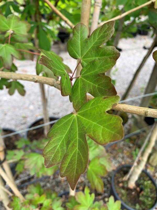 Acer campestre 'Red Shine'